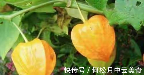 江南人|60种常见野菜,高清大图,收集全了真不容易!
