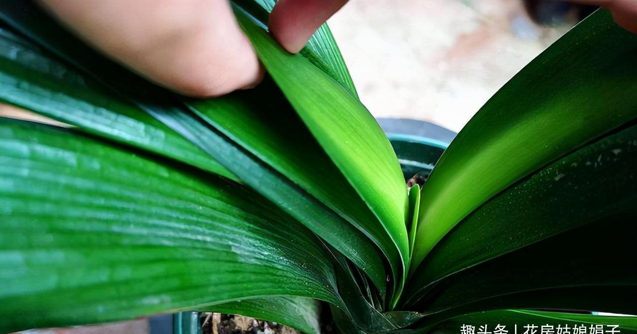 入冬后的君子兰,按照这些要求去做,帮你解决掉不开花的烦恼