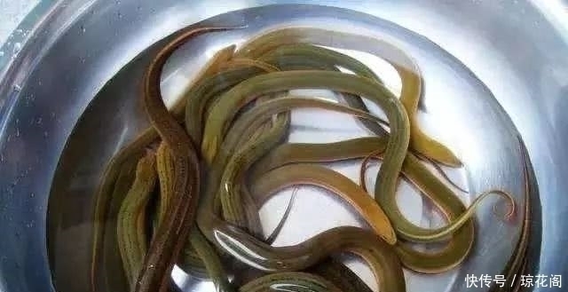 价值|农村十大野味排名,个个价值不菲,排名第一的可能已经吃不到了