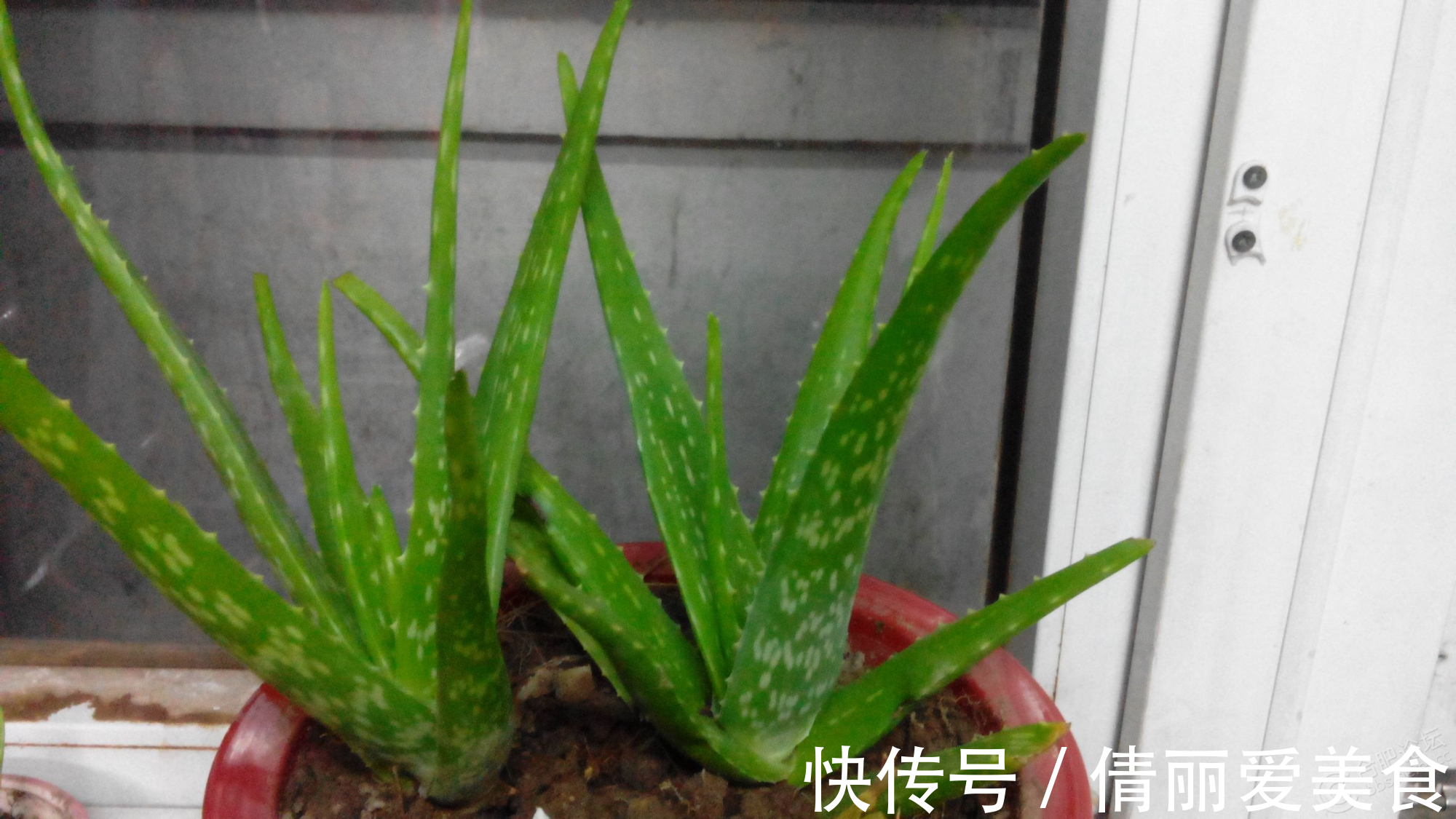 出门最容易“捡到”的5种花，拿回家剪几刀，不花钱成好看盆栽