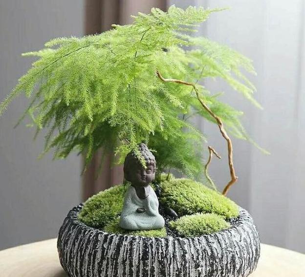 文竹盆土里插个“神器”,盆土状况一目了然,变成茂密“小森林”