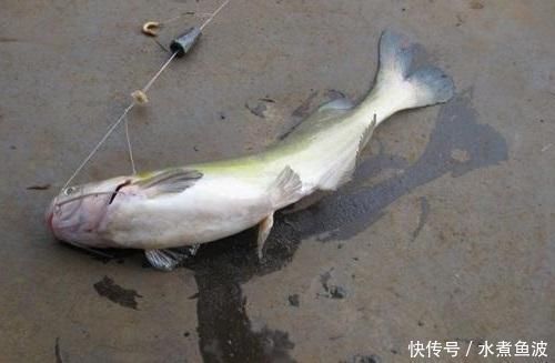 豆腐饵|豆腐钓鱼堪称一绝,尤其是钓黄颡鱼,爱钓鱼的你别错过