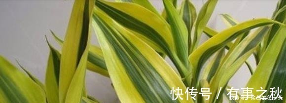 金边|这3种“金边植物”，有钱人必养！往客厅一摆，难怪越来越富有！
