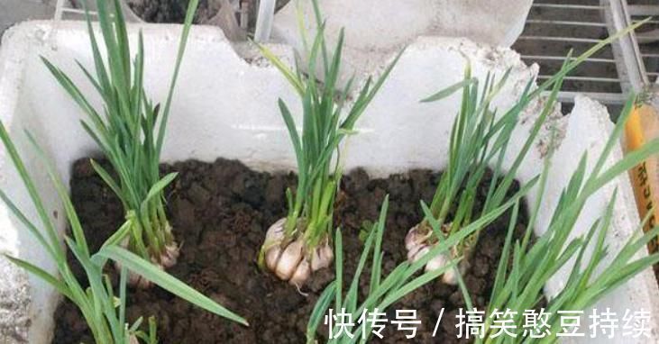 泡沫箱有毒不能种花、种菜？瞎说！它不仅能种花，而且有其他妙用