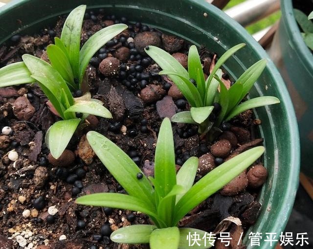 花儿|好养、好美的“4种花”,种下就活,连年开花,能养一辈子