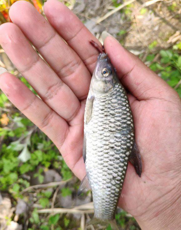 钓到鱼不认识钓友常问的几十种鱼盘点,老钓友都不超过5种