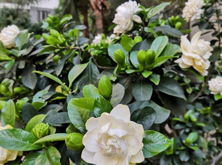 想养好栀子花吗?记住2句话,栀子花养一盆活一盆,年年开满花