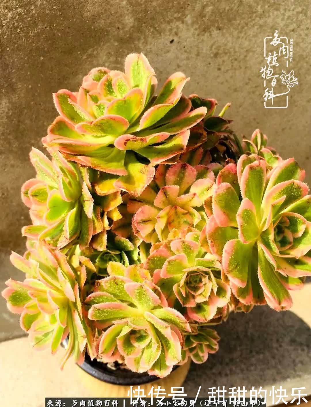 蚧壳虫|远嫁他乡,多肉是我孤寂时最美的陪伴!