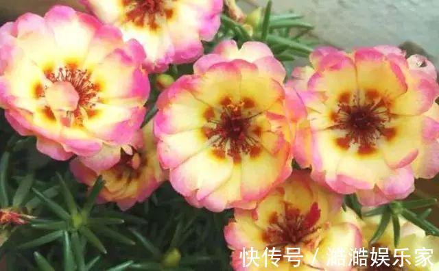 养花杀手养啥养不活这些花寓意好、皮实好养活,附养花技巧!