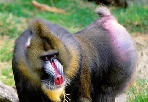 猎杀|11条奇葩冷知识,好玩又有趣,猎奇达人也不一定全都知道