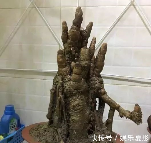 埋在沙堆里的盆景，起步价3千一棵，很多人见都没见过，别说养了