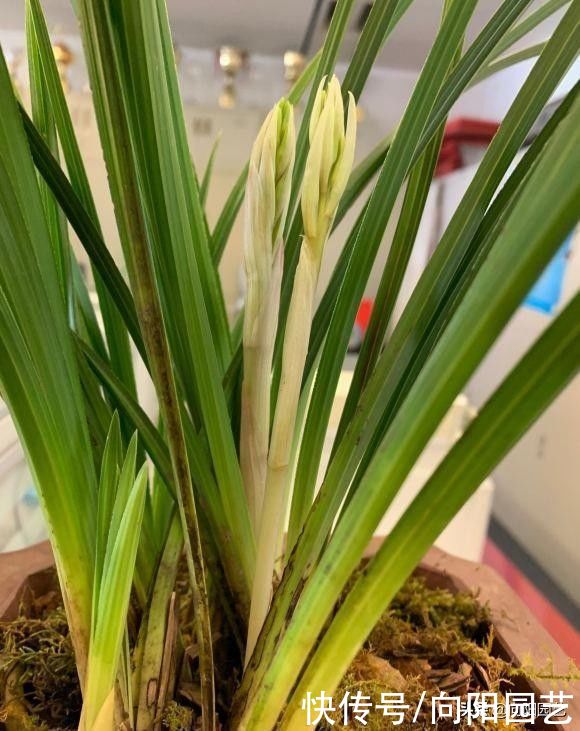 兰草真抗旱，放在老家的兰草，2个月没浇水，叶子依然挺拔
