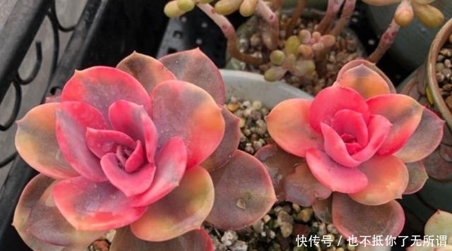 很漂亮的多肉却长得又瘦又高?我觉得你可能对它们做了这些事情