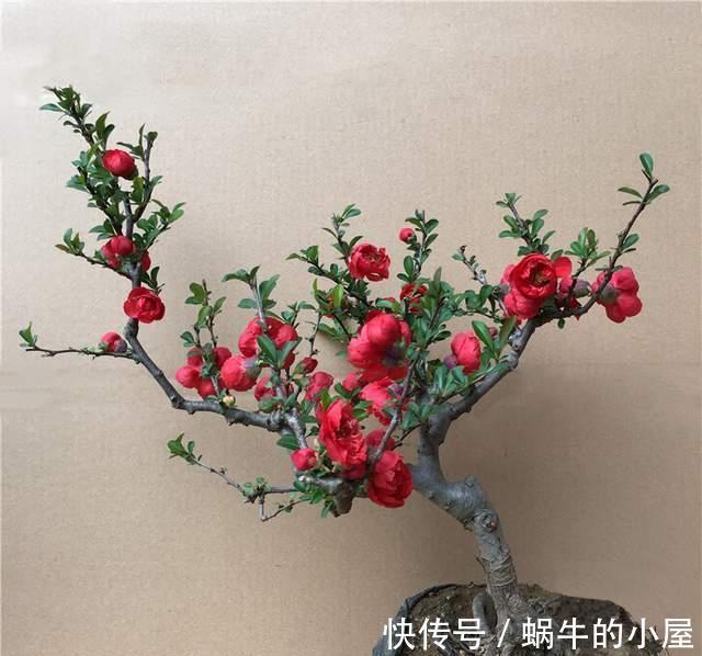 牡丹花|几种常见的吉利花,摆在家里有富贵有福,你家养了几种?