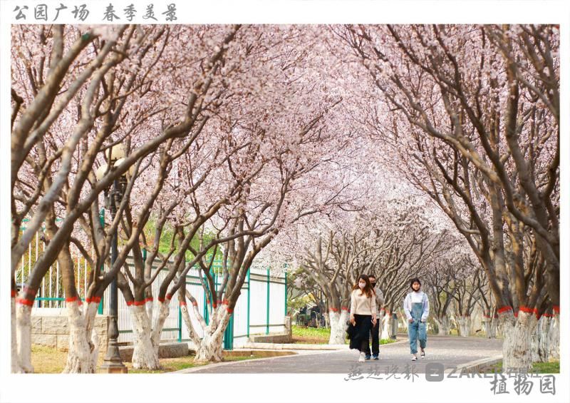 石家庄|待春暖花开我们去赏花吧！石家庄市园林部门公布2021市区赏花地图