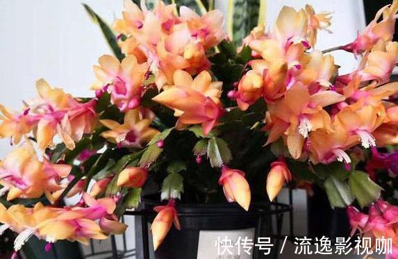 给蟹爪兰浇水很简单，一年四季分“两段”，根壮叶肥，开花满盆