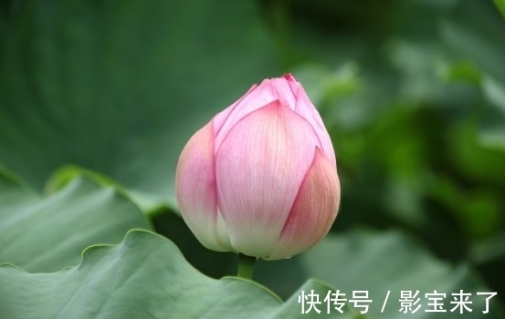 苦心人|11月上旬，吉星关照，4属相桃花旺盛，财源广进，生活顺风顺水