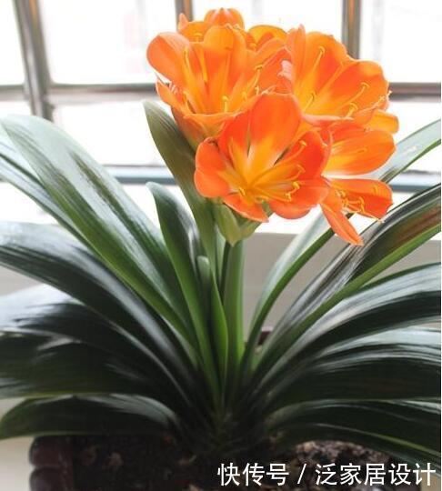 养花捡这料,烫壶开水捂3周,养啥都旺,比腐殖土好10倍