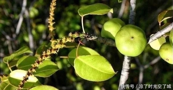 这种生长在西半球的树不能碰也不能砍,就算是看见它都要绕道走