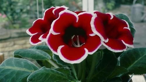 3种喜阴花,摆在北阳台,少晒太阳,少管它,阳台上开满了花