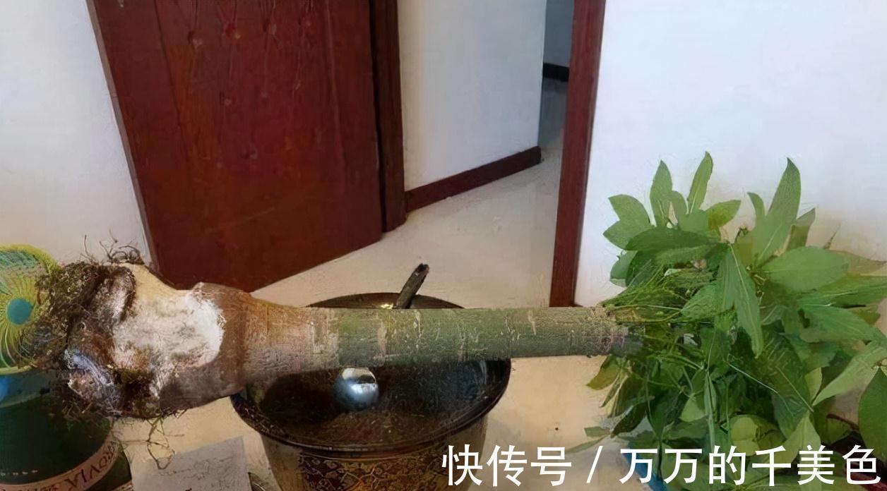 容易因多浇水而死的“10种花”，想要养好，管住手，少浇水