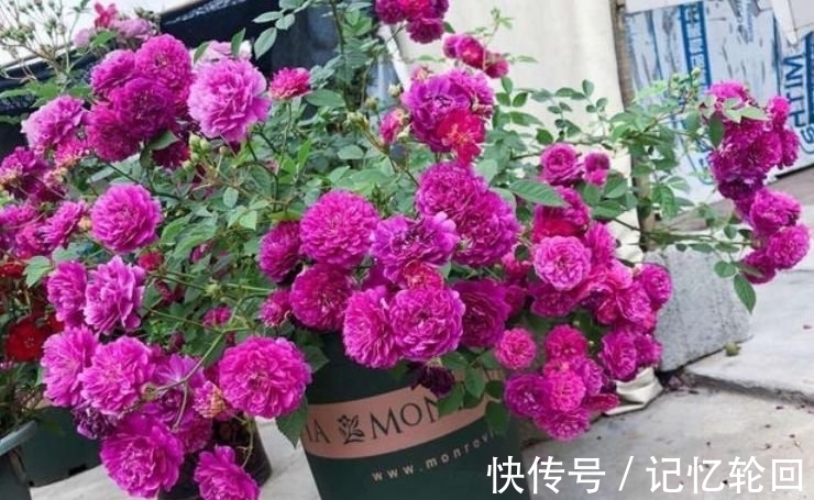 六倍利六倍利|如此漂亮的“4种花”,花朵大花期长,比牡丹还美,年年开花美翻