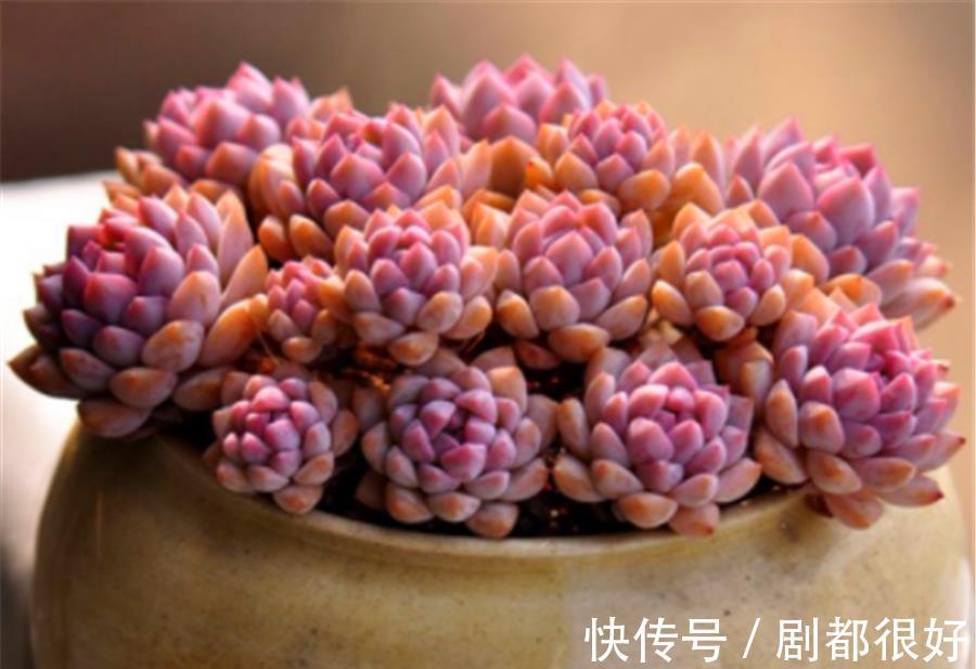 新手|新手夏季养多肉，3件事情最容易做过头，难怪褪色黑腐还落叶