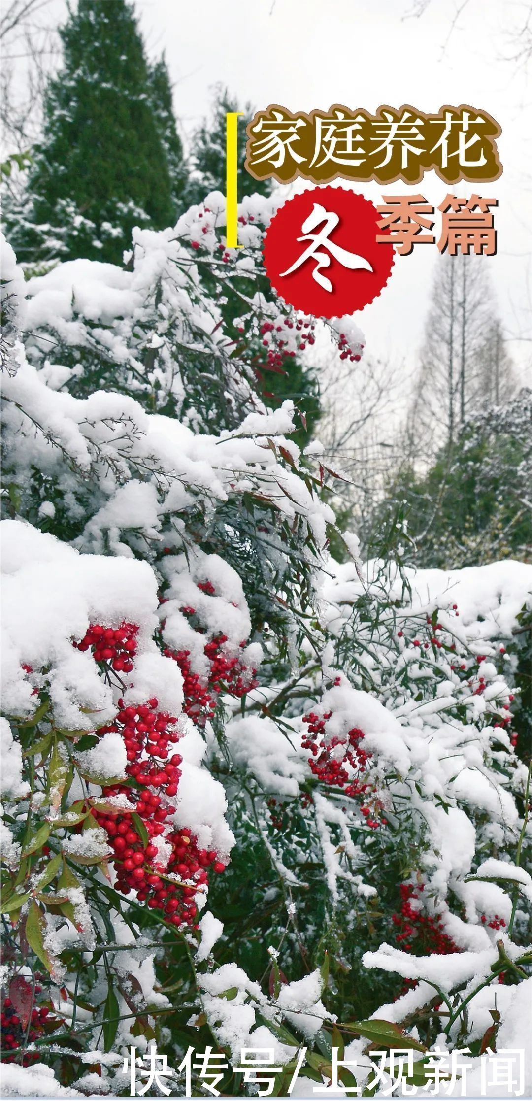  收下|冬天越来越近，家中花花草草怎么养护？请收下这份攻略