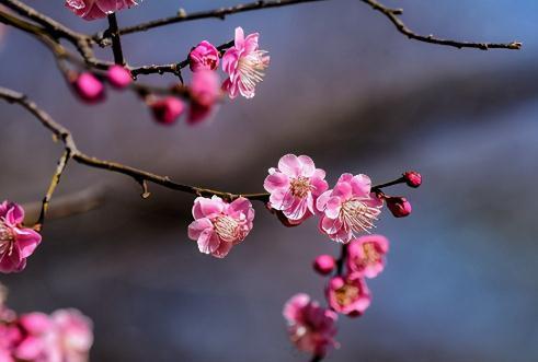 梅花如何修剪，地栽盆景大不同