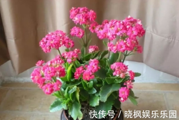 “4种花”象征着招财、旺家,寓意好又好养,招财进宝、富贵吉祥