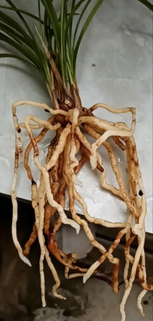 养兰花“第一步”,做好了,花箭嗖嗖冒,越长越顺利