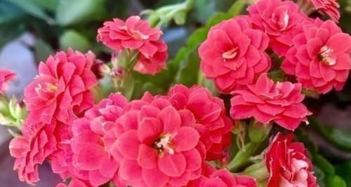 开花最香的4种花,家里养一盆,花姿妖娆,四季繁花似锦,美