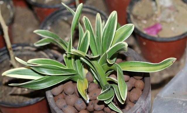 养花生虫,做好“预防”最重要,此“杀虫利器”埋一点,太好用了