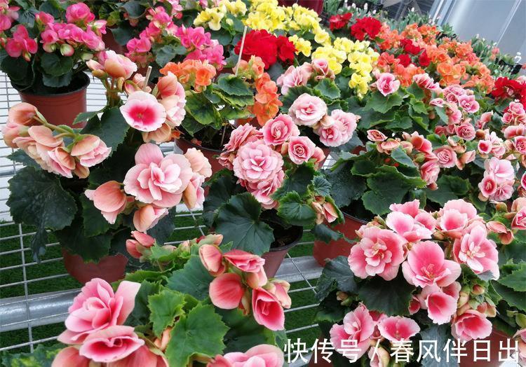 适合9月养的花,花大色艳,爱开花,很漂亮,关键很好养