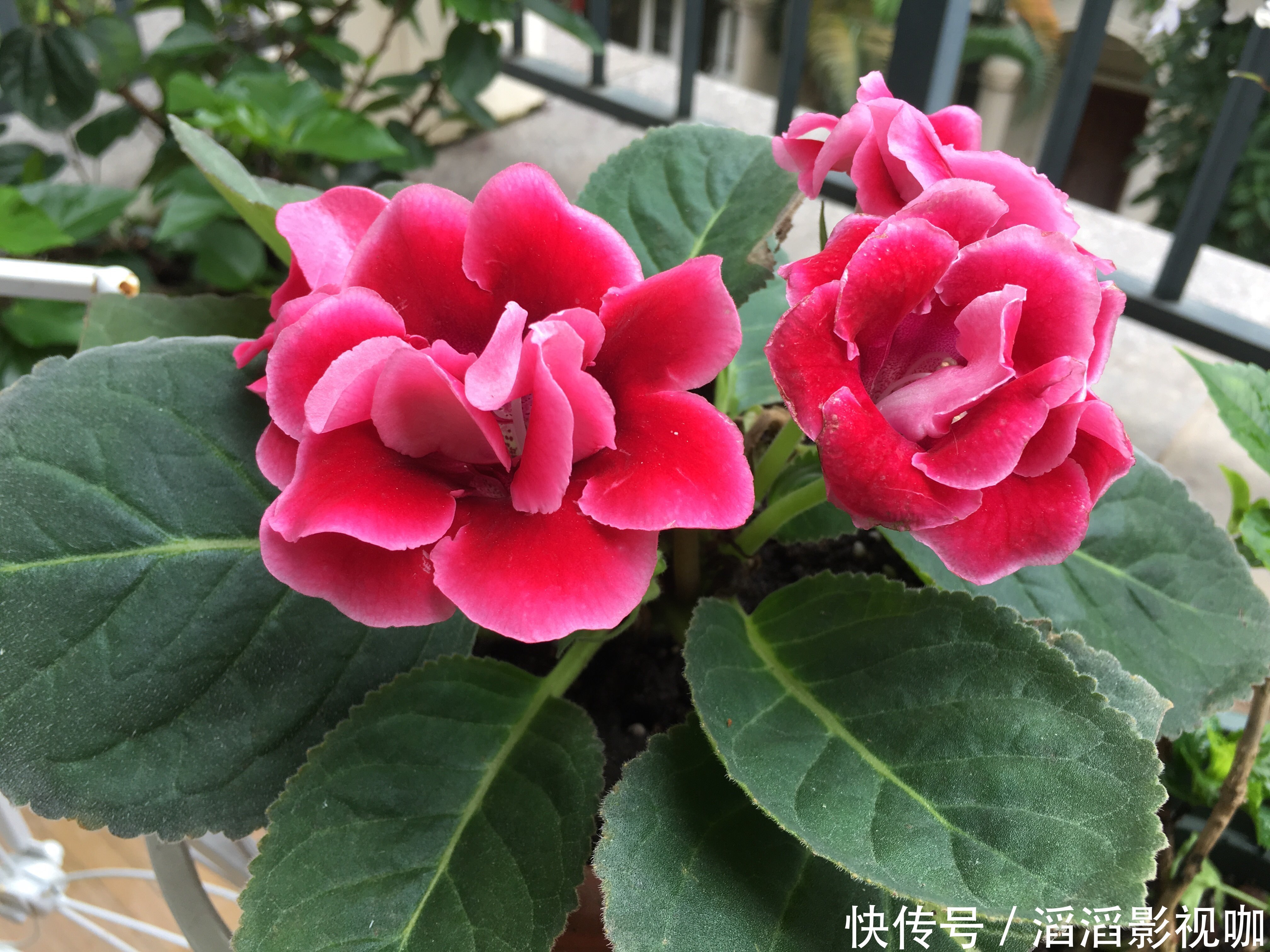 爆盆|大岩桐扦插生根不发芽只需换个位置,快速抽枝发芽,开花赛牡丹