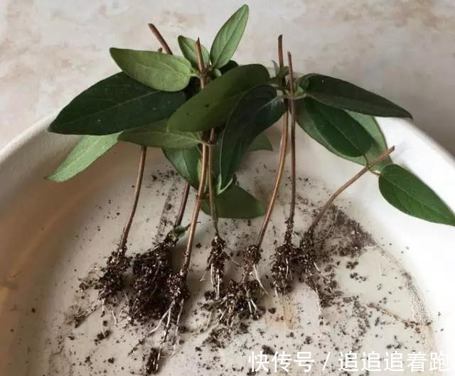 还在养吊兰3种花剪根枝，插土里就能活，半年成花墙，太惊艳了