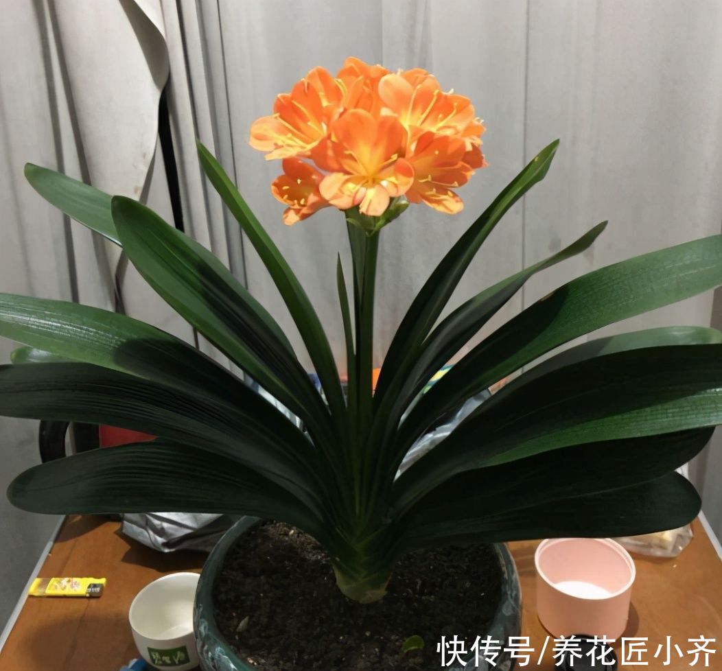 温度越来越高，了解君子兰夏季“3怕”，避免叶子油绿，不再烂根