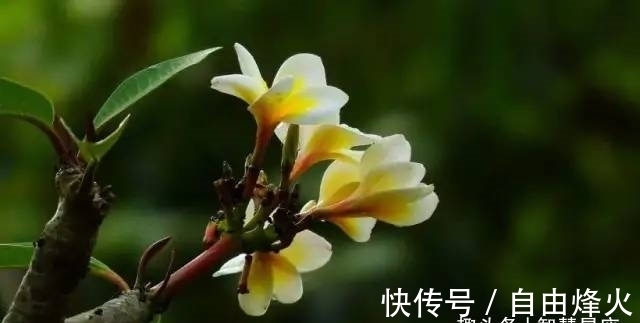 桃花|1月过后，桃花朵朵爱情到，喜结良缘喜脱单的4大生肖