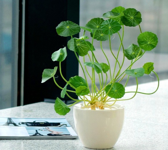 不知道家里养啥花不妨看下此3种，既美丽，还能使花友心情舒畅