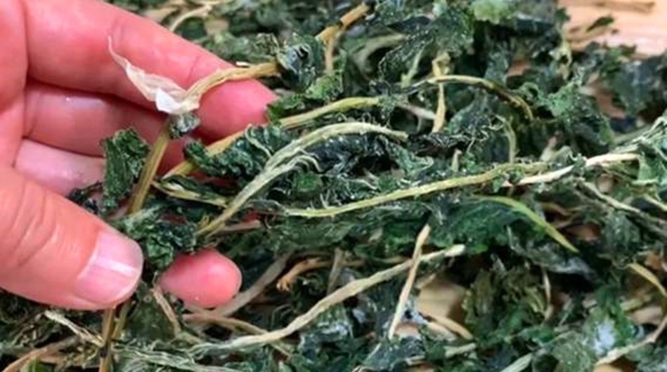 很多人只吃果肉,其实叶子才是宝贝,如今正当季,不懂吃可惜了