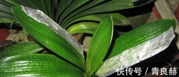 君子兰长成“歪脖子”,一招“矫正”,叶子整齐又美观!