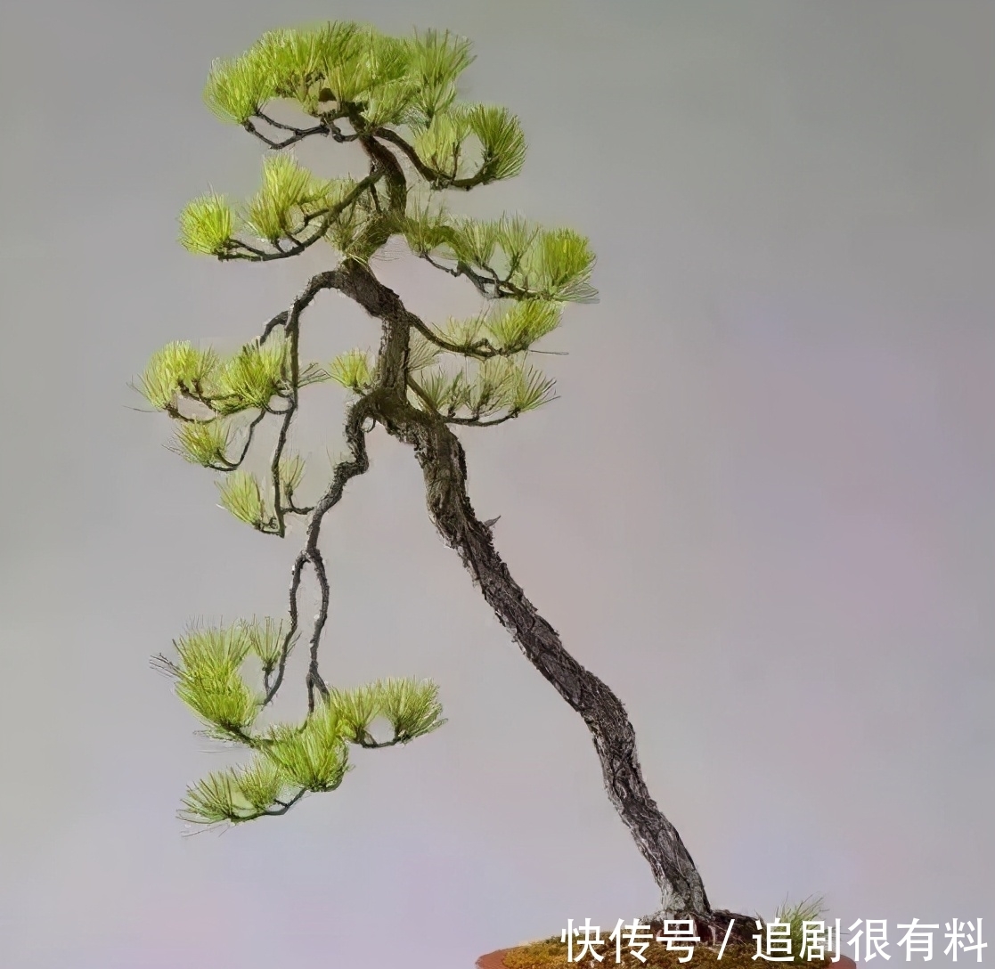 只有知道文人盆景的由来，掌握制作技巧，制作出完美的文人盆景