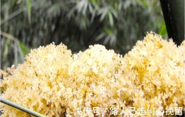 农村|只农村才有的山珍,生长在嫩竹上,常被人嫌弃,营养价值比燕窝高