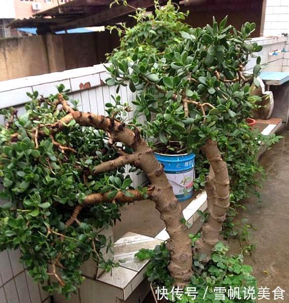 掐根玉树枝条丢花盆,养了3年长成老桩,比花店卖的美百倍!