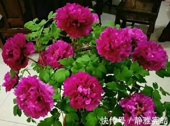 花色|居家就养此款花卉，好养易打理，365天开花不断，给点水就疯长