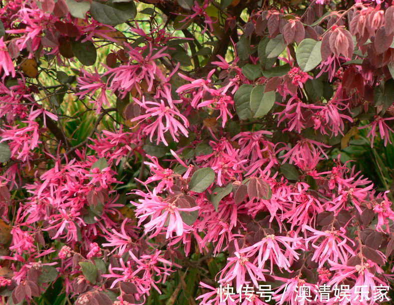 此花是我国特色的花卉之一，在我国已有多年的历史，适应性很强