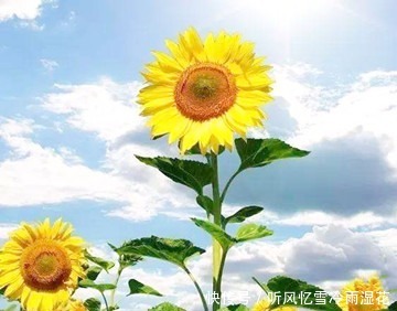 会发光、会放电、会唱歌的花，带你走进花的世界