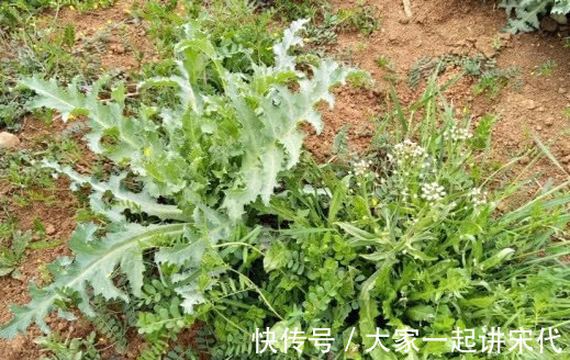 8种“高钙”蔬菜，菠菜不算啥，第一名钙是牛奶3倍，不要错过