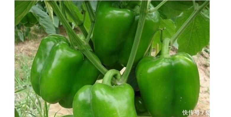 芸豆|此蔬菜15元1斤,铁是鸡肉的4倍,钙是7倍,虽然贵多吃身体好