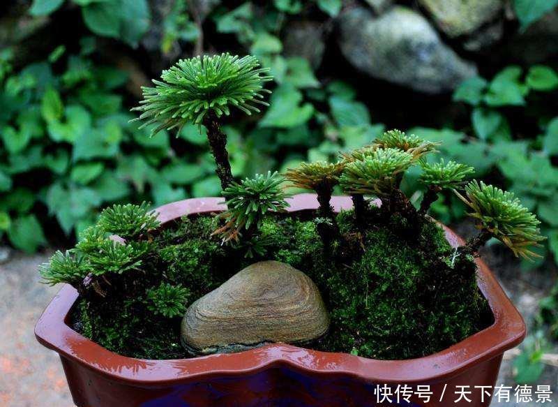 旱灾|九死还魂草,号称生命力最顽强的植物,观赏价值高,还可做盆景